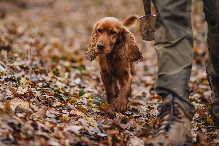 Motovun Truffle Hunt: Family-Led Foraging Tour in Istria photo 3