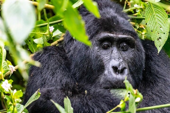 Mgahinga Gorilla Trekking: 1-Day Nyakagezi Gorilla Encounter from Kisoro photo 5