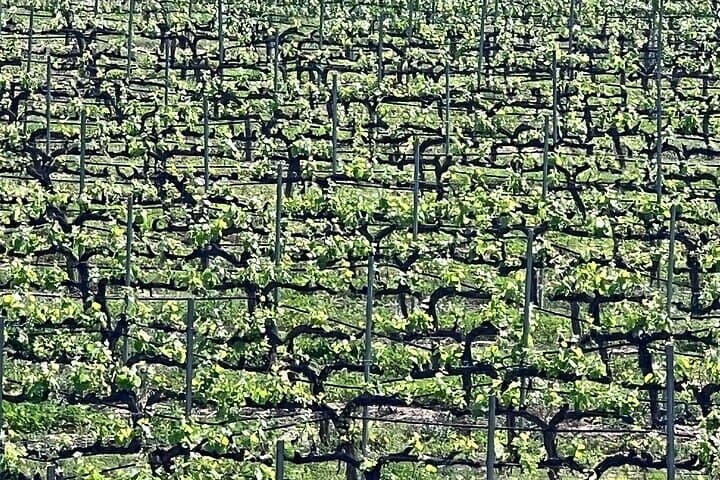 Temecula Wine Tour from Tustin: Full-Day Shared Tasting & Cave Experience photo 3