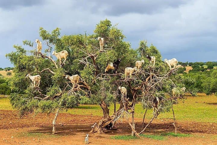 Essaouira Day Trip from Agadir: Explore the UNESCO Medina, Argan Goats & Atlantic Ramparts photo 2