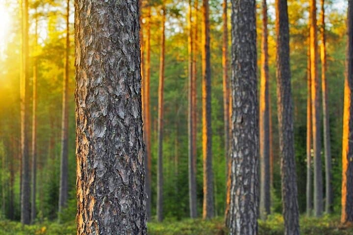 ultimate-helsinki-porvoo-private-tour-local-stories photo 6