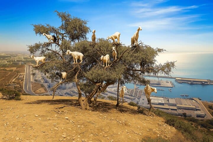 Goats in Argan Trees and Kasbah Agadir Oufella: Half-Day Tour from Agadir