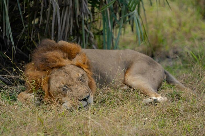 Descending Ngorongoro: A One-Day Shared Safari into Tanzania's Living Caldera photo 2