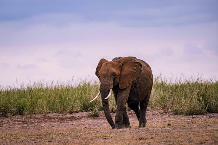Descending Ngorongoro: A One-Day Shared Safari into Tanzania's Living Caldera photo 4