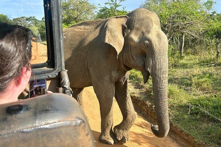 Yala 4-Hour Jeep Safari: Leopard, Elephant & Birding Wildlife Experience photo 6