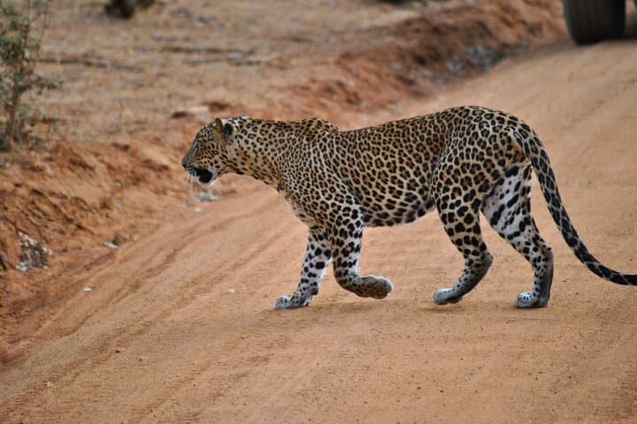 Yala 4-Hour Jeep Safari: Leopard, Elephant & Birding Wildlife Experience