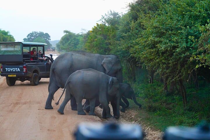Yala 4-Hour Jeep Safari: Leopard, Elephant & Birding Wildlife Experience photo 4