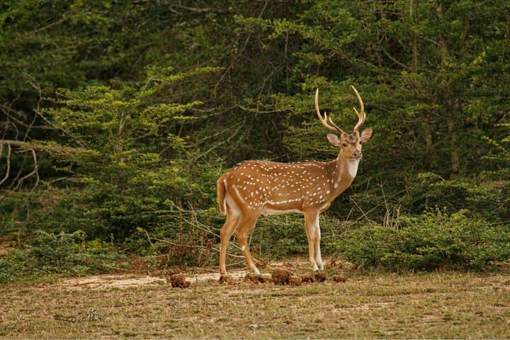 Yala 4-Hour Jeep Safari: Leopard, Elephant & Birding Wildlife Experience photo 5