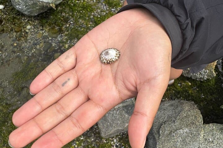 Salish Sea and Me: Stanley Park Indigenous Walking Tour — Coast Salish Ocean Stories