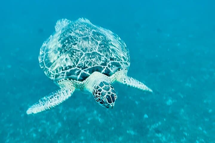 Full-Day Speed Boat to Dolphins, Turtles & Southern Coves — Martinique photo 2