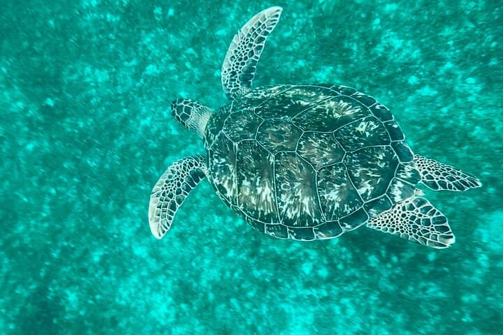 Full-Day Martinique Catamaran Cruise: Dolphins, Turtles & Southern Coves photo 2