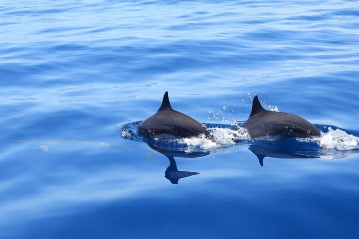 Full-Day Martinique Catamaran Cruise: Dolphins, Turtles & Southern Coves photo 3