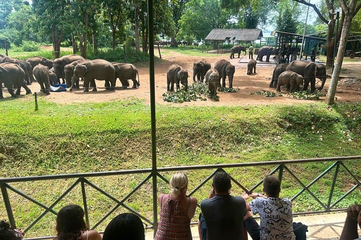 Private Udawalawe Elephant Safari: 3-Hour Jeep Adventure & Elephant Transit Home photo 2