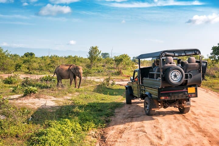 Private Udawalawe Elephant Safari: 3-Hour Jeep Adventure & Elephant Transit Home photo 3