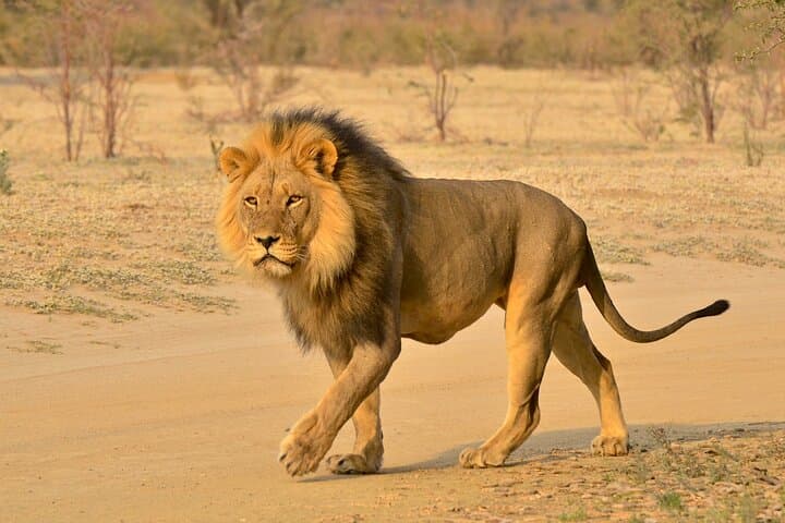 Day Safari to Hluhluwe‑Imfolozi: Open‑Vehicle Big 5 Game Drive from Durban