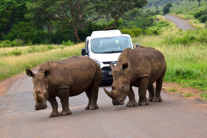 Full-Day Hluhluwe-Imfolozi Safari and St Lucia Boat Cruise — Big 5 & iSimangaliso Wetlands photo 4