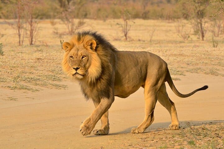 Full-Day Hluhluwe-Imfolozi Safari and St Lucia Boat Cruise — Big 5 & iSimangaliso Wetlands photo 2