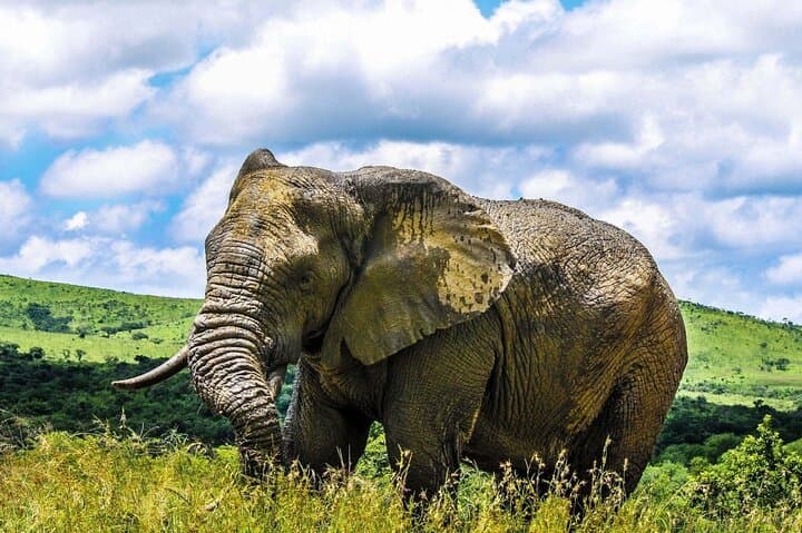 Full-Day Hluhluwe-Imfolozi Safari and St Lucia Boat Cruise — Big 5 & iSimangaliso Wetlands photo 3