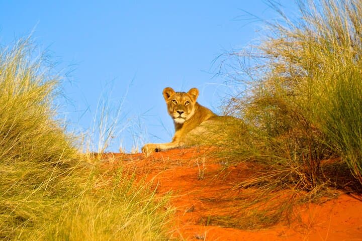 Full-Day Hluhluwe-Imfolozi Safari and St Lucia Boat Cruise — Big 5 & iSimangaliso Wetlands photo 5