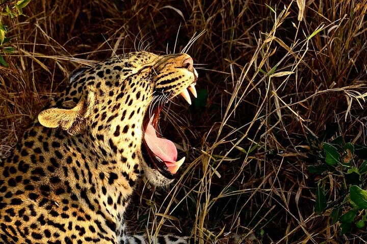 Full-Day Hluhluwe-Imfolozi Safari and St Lucia Boat Cruise — Big 5 & iSimangaliso Wetlands