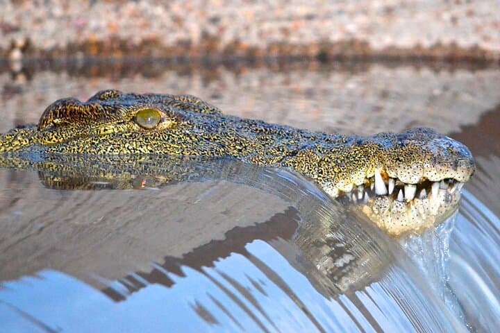 Full-Day Hluhluwe-Imfolozi Safari and St Lucia Boat Cruise — Big 5 & iSimangaliso Wetlands photo 6