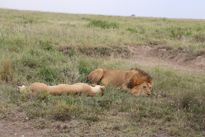 5-Day Private Safari: Tarangire, Serengeti & Ngorongoro from Arusha photo 3