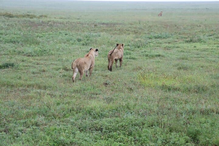 5-Day Private Safari: Tarangire, Serengeti & Ngorongoro from Arusha photo 4