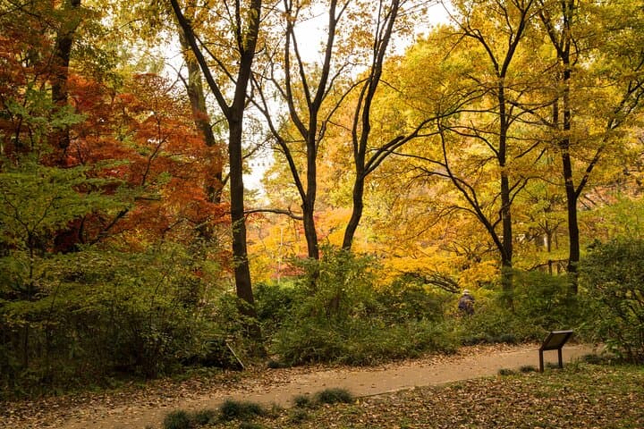 Tokyo Fall Foliage and Pop Culture Walking Tour: Shinjuku to Shibuya in Autumn photo 4