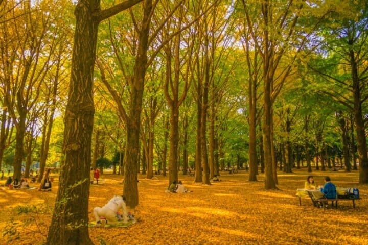 Tokyo Fall Foliage and Pop Culture Walking Tour: Shinjuku to Shibuya in Autumn photo 5
