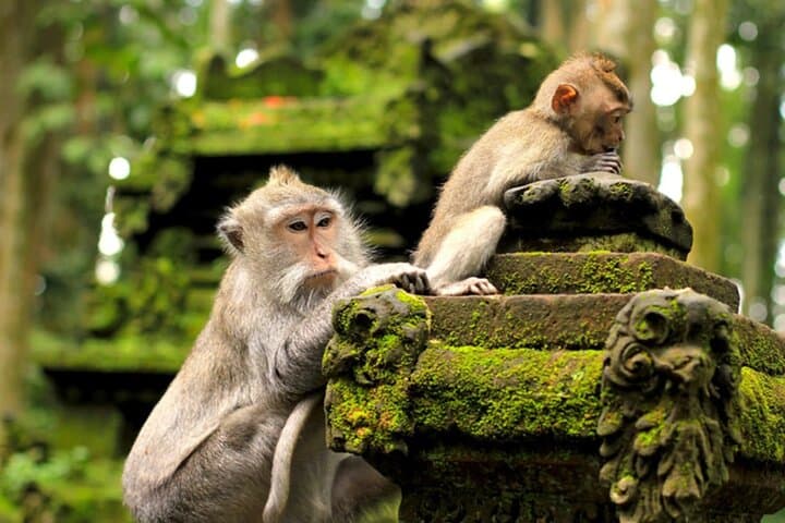 Ubud Jungle Adventure — Monkey Forest, Bali Swing & Tirta Empul Day Tour photo 6