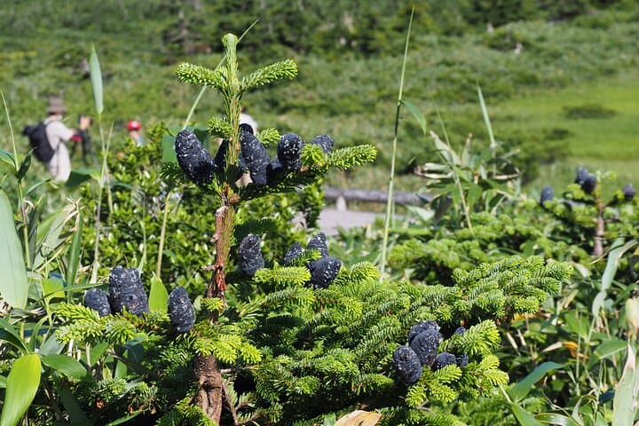 Oirase Stream & Lake Towada: Full-Day Nature Tour from Aomori photo 4
