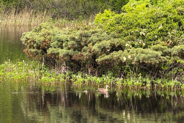 Oirase Stream & Lake Towada: Full-Day Nature Tour from Aomori photo 3