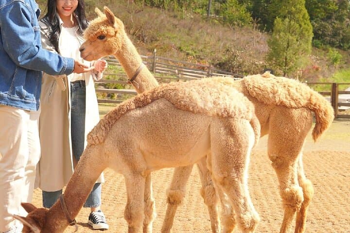 Nami Island to Garden of Morning Calm: One-Day Alpaca & Petite France Countryside Tour from Seoul photo 2