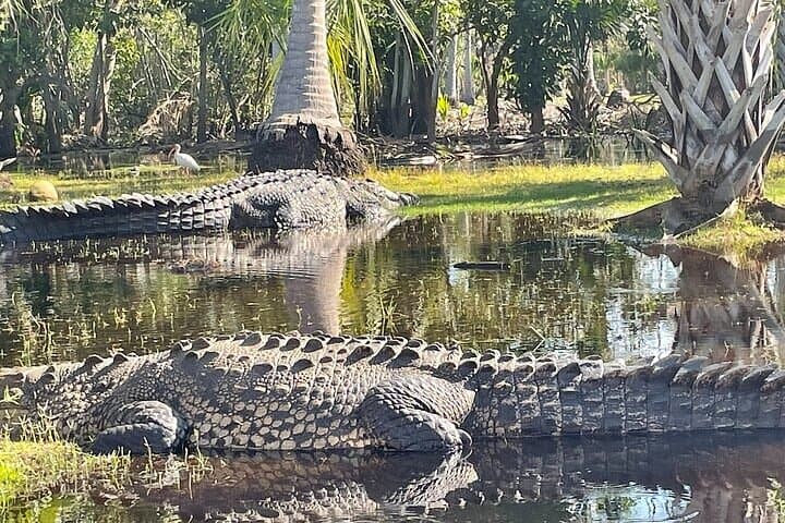 Ventanilla Crocodile & Turtle Ecological Tour — Mangrove Boat Ride and Turtle Release