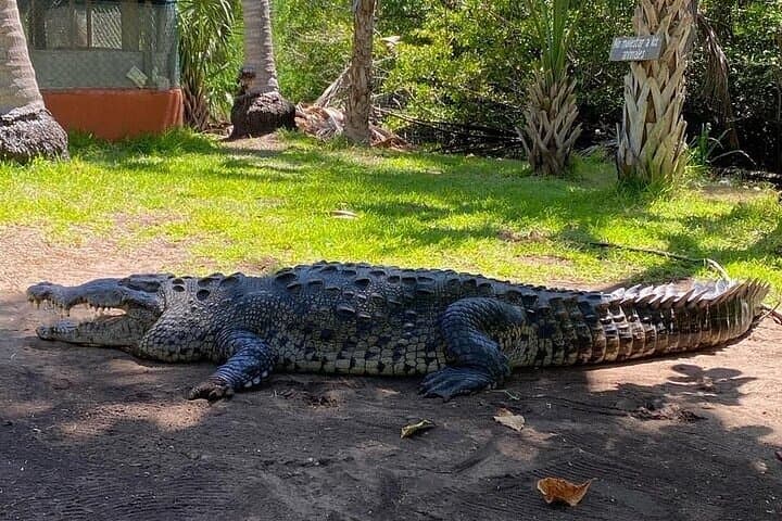 Ventanilla Crocodile & Turtle Ecological Tour — Mangrove Boat Ride and Turtle Release photo 4