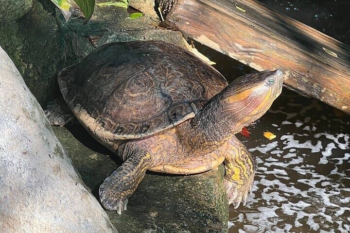 Ventanilla Crocodile & Turtle Ecological Tour — Mangrove Boat Ride and Turtle Release photo 6