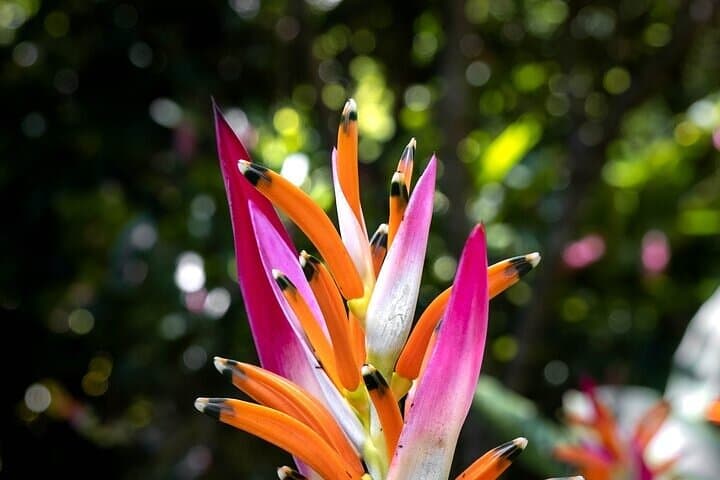 Explore Huatulco's Exotic Garden: Rancho Ecoturístico Botanical Day Tour photo 2