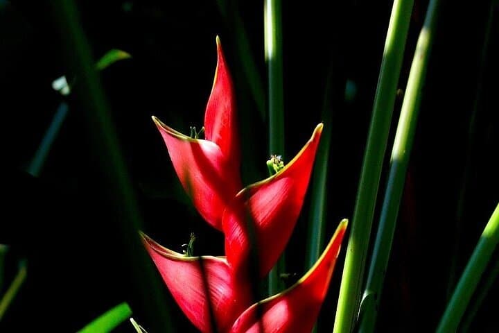 Explore Huatulco's Exotic Garden: Rancho Ecoturístico Botanical Day Tour photo 3