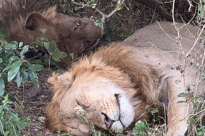 Explore Nairobi National Park: Wildlife Safari Minutes from the City photo 4