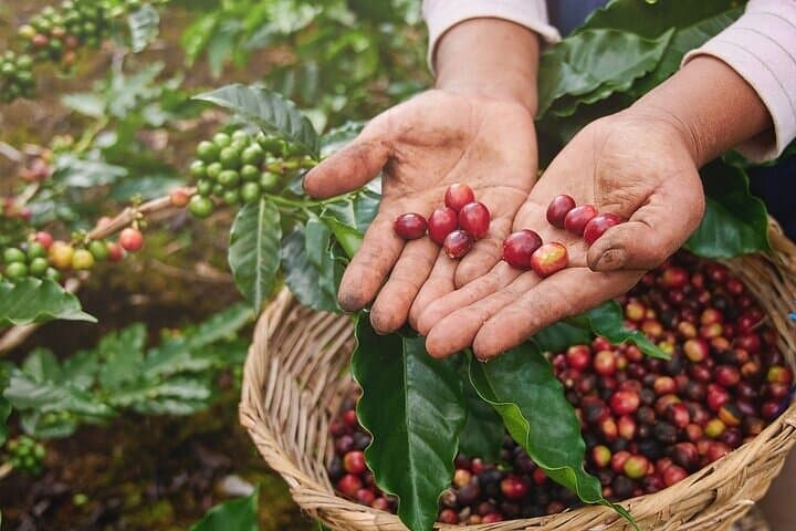 Cacao & Coffee Immersion in Oaxaca’s Southern Sierra