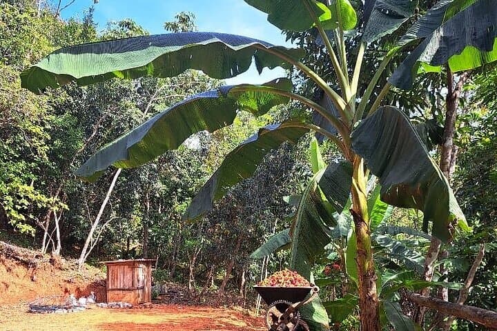 Cacao & Coffee Immersion in Oaxaca’s Southern Sierra photo 2