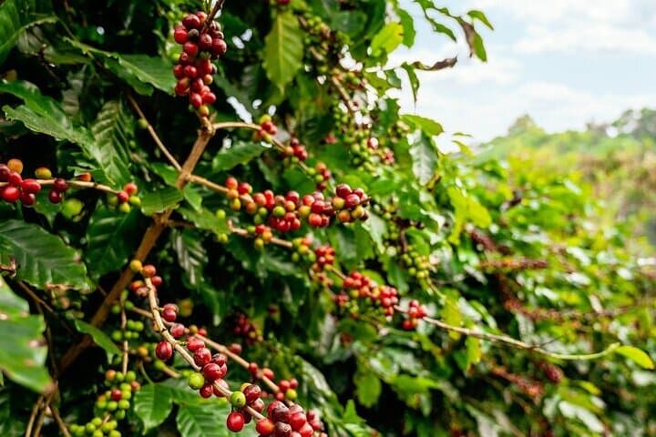 Cacao & Coffee Immersion in Oaxaca’s Southern Sierra photo 4