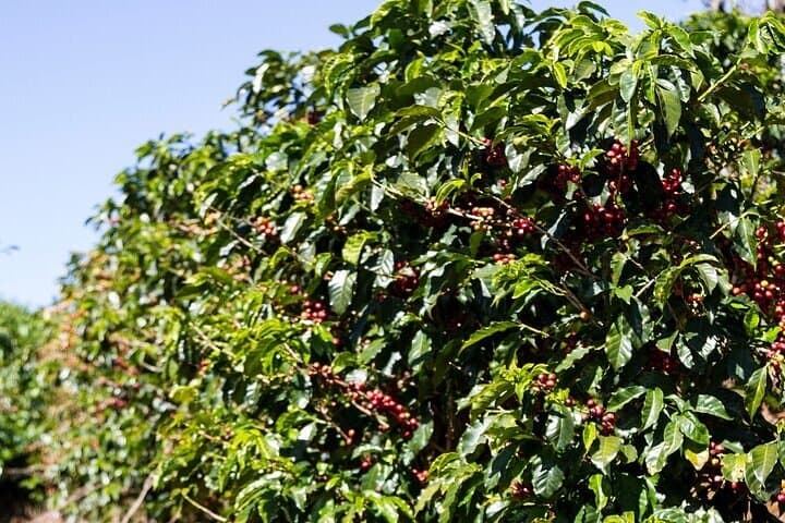 Cacao & Coffee Immersion in Oaxaca’s Southern Sierra photo 5