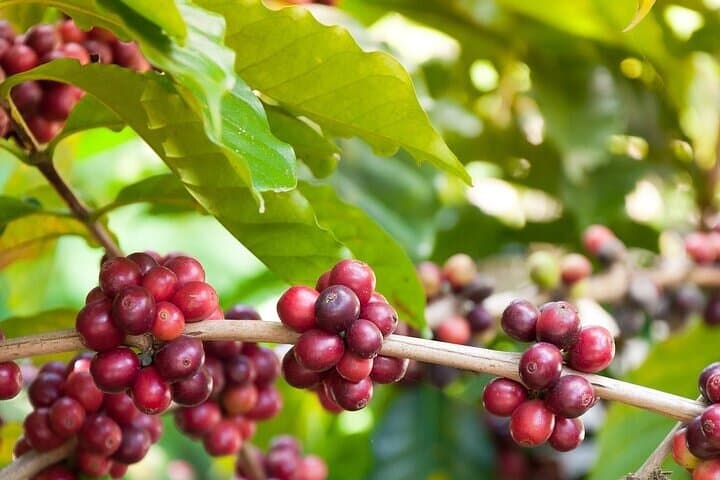 Cacao & Coffee Immersion in Oaxaca’s Southern Sierra photo 6