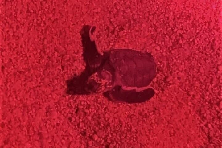 Night Turtle Monitoring Walk in Huatulco National Park photo 4