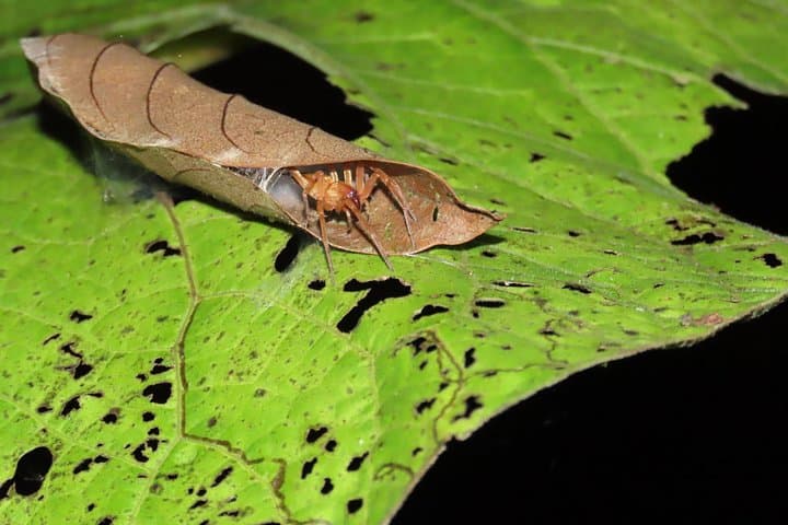 La Fortuna Educational Night Walk: Guided Nocturnal Jungle Exploration Near Arenal photo 2