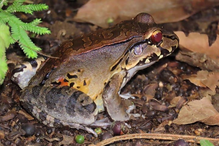 La Fortuna Educational Night Walk: Guided Nocturnal Jungle Exploration Near Arenal photo 4