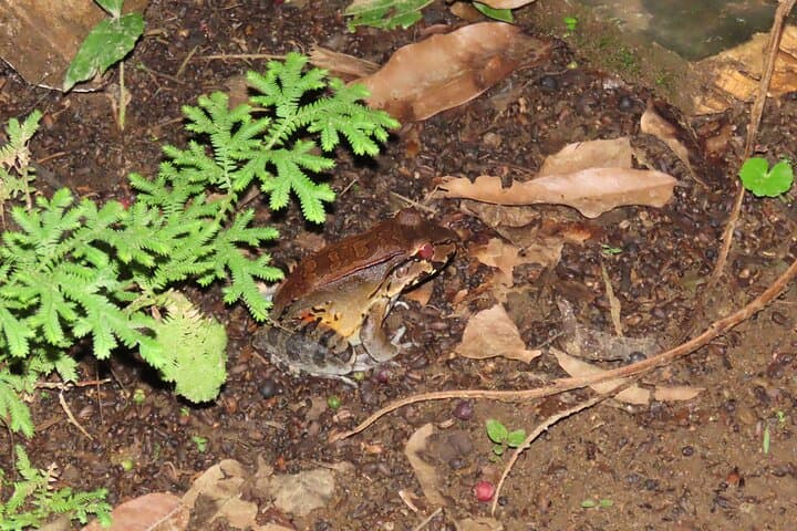 La Fortuna Educational Night Walk: Guided Nocturnal Jungle Exploration Near Arenal photo 3