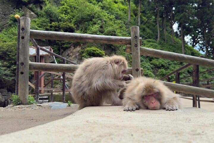 Snow Monkey Park & Shibu Onsen Day Tour — Soba Lunch and Hot Springs in Nagano photo 2