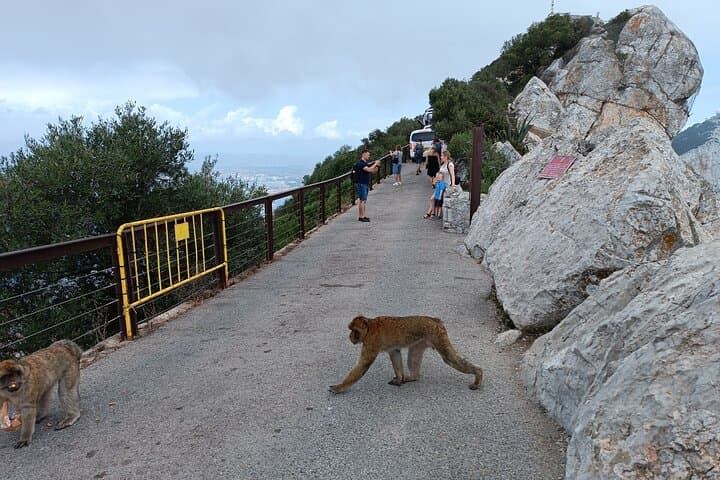 Gibraltar Day Trip from Cádiz: Rock Tour, St. Michael's Cave & Barbary Macaques photo 4
